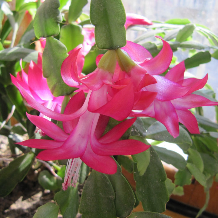 Heirloom Non-GMO Purple Schlumbergera Flower Seeds for Planting – Christmas Cactus Indoor Blooms