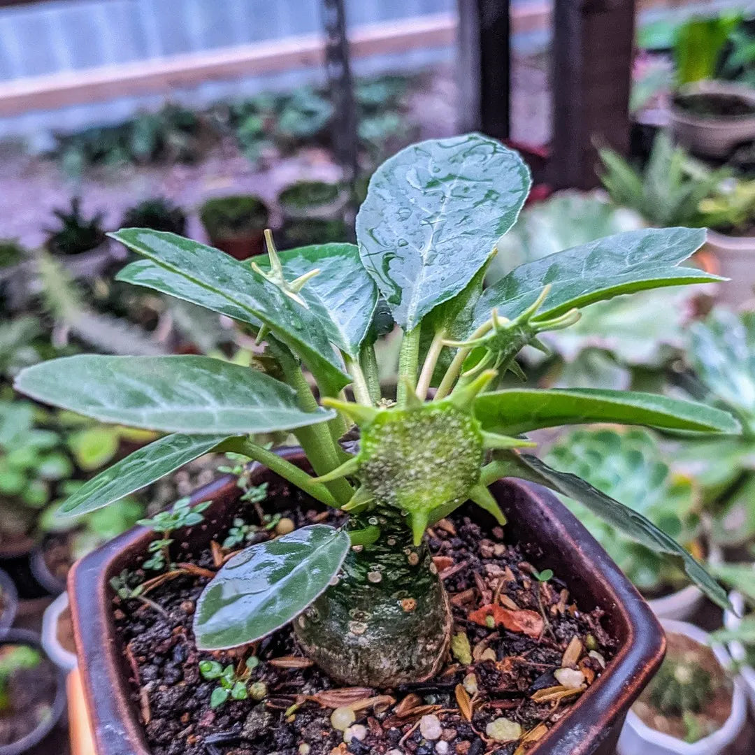 Green Dorstenia Foetida Plant Seeds for Planting-Exotic Gardens – Fresh Herb for Your Garden