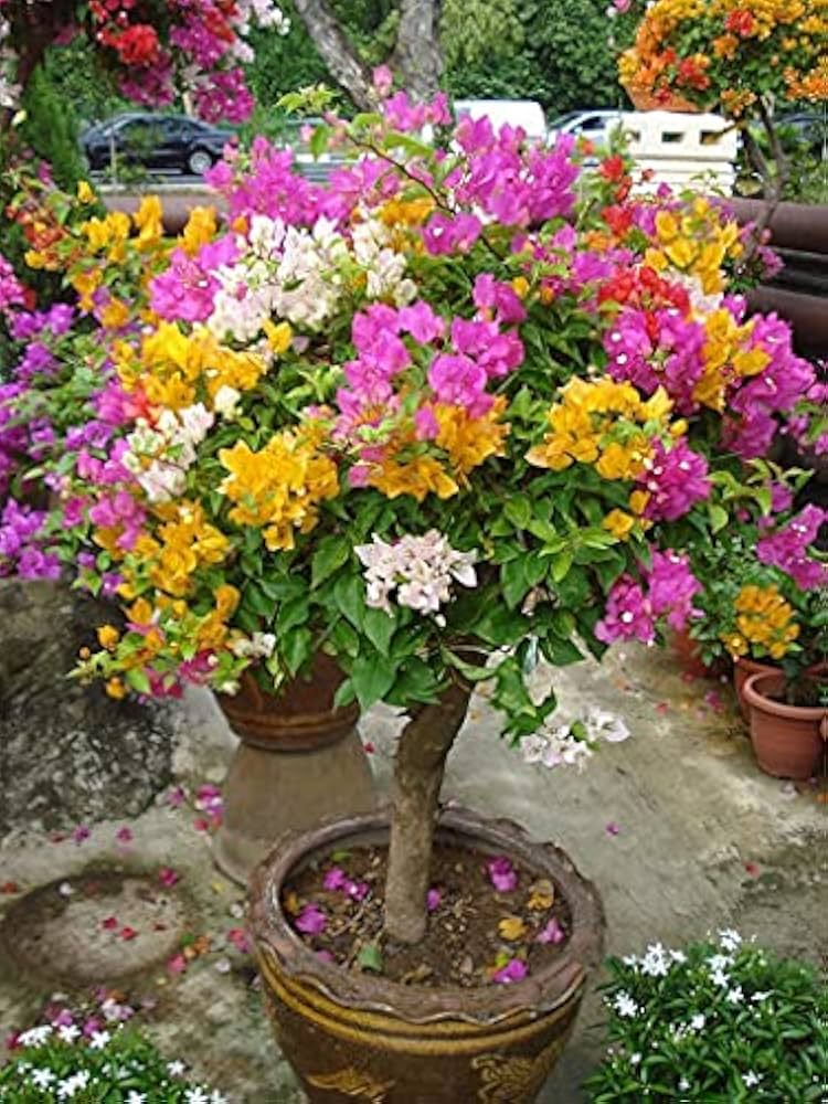 Pink Yellow Bougainvillea Flower Seeds for Planting – Organic, Heirloom & Non-GMO Garden Seeds