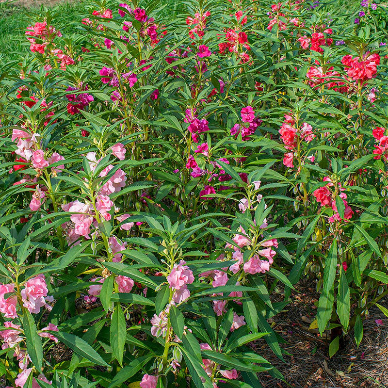Impatiens Garden Balsam Seeds For Planting Bright Annual Blooms for Shade