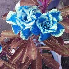 Heirloom Non-GMO Sky Blue Adenium Obesum Flower Seeds for Planting – Exotic Desert Rose Seeds