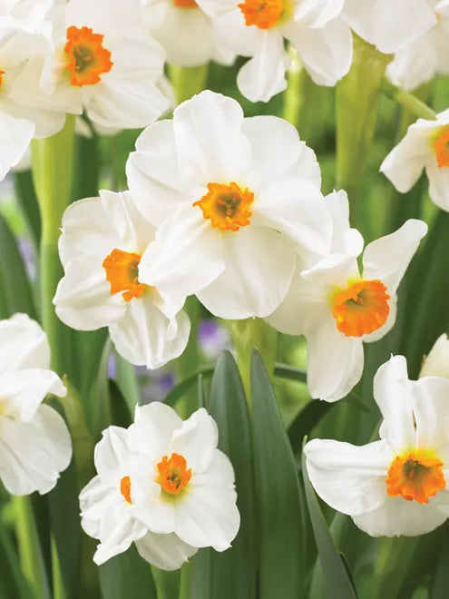 Narcissus Geranium Daffodil Seeds