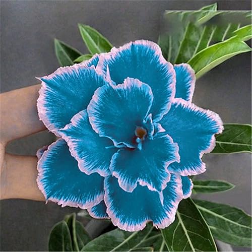 Heirloom Non-GMO Sky Blue Adenium Obesum Flower Seeds for Planting – Exotic Desert Rose Seeds