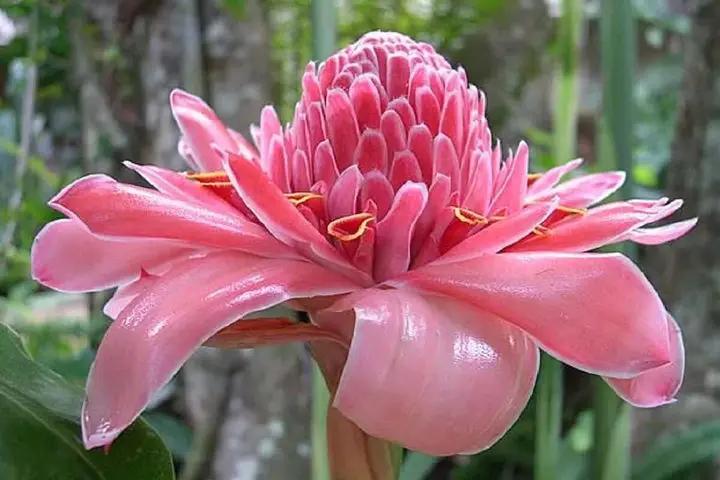 Pink Torch Ginger Flower Seeds for Planting - NON GMO Seeds Dhara Seeds