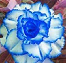Heirloom Non-GMO Sky Blue Adenium Obesum Flower Seeds for Planting – Exotic Desert Rose Seeds