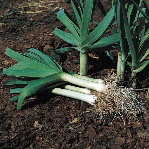 Lancelot Leek Seeds High Germination Garden Seeds heirloom non-gmo seeds