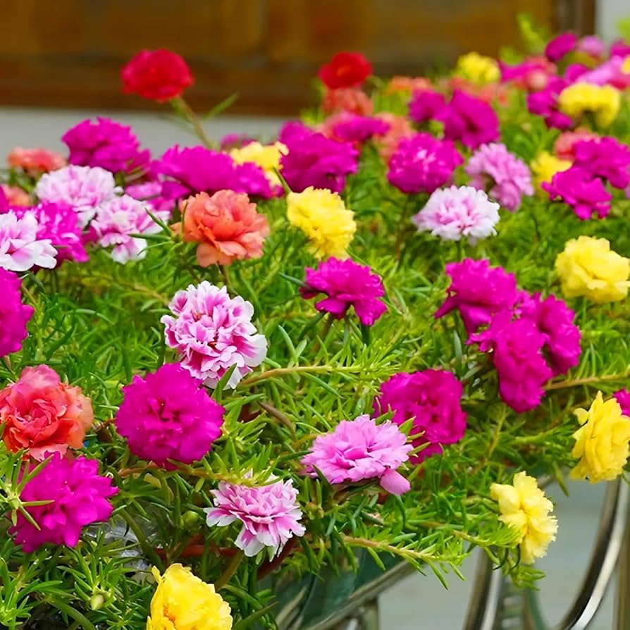 Mini Heirloom Rose 'Qiu Ball' Mixed Colors Flower Seeds