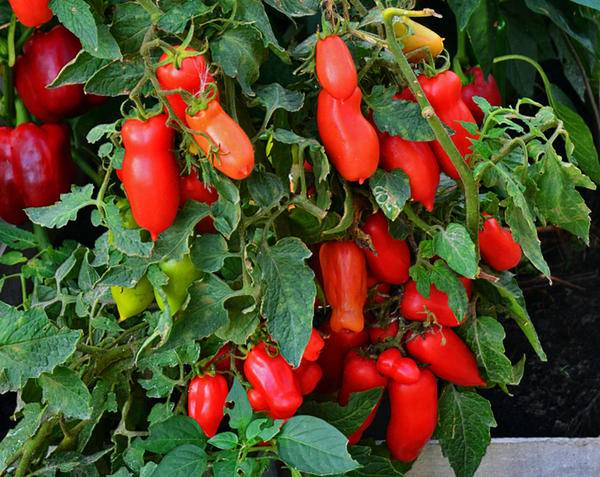 Tomato Gnome Solanum lycopersicum vegetable seeds for planting in vertical garden or container garden