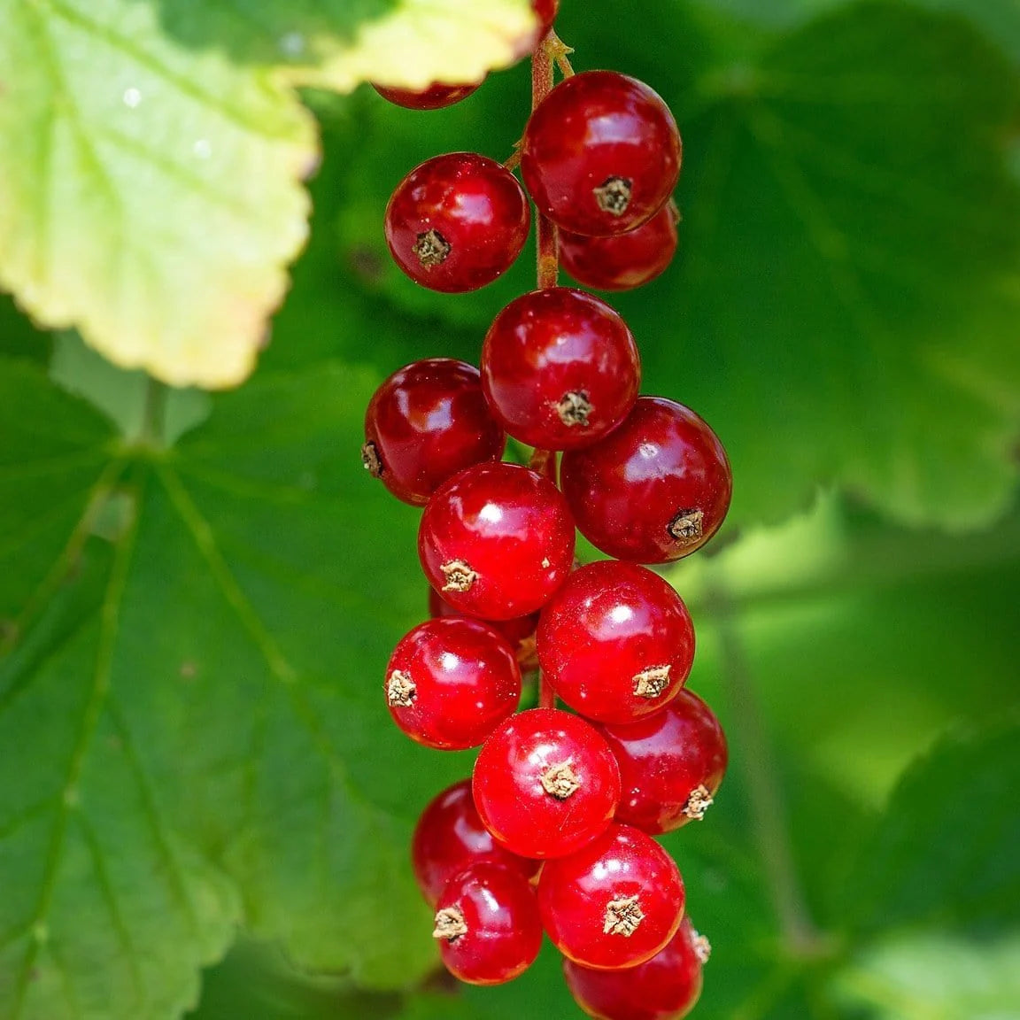 Edible Fruit Berries Flowers Cereum Seeds, Perfect for Aromatic and Healthy Berries
