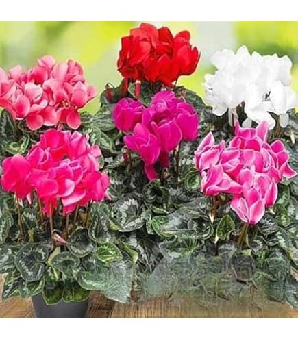 Cyclamen Multicolor Cyclamen Flower Seeds