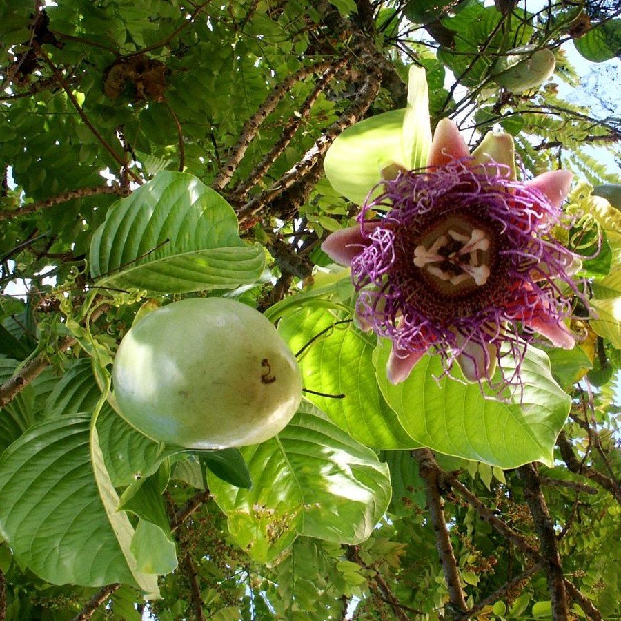 Giant Passiflora Granadilla Fruit Seeds for Planting - Cultivate an Unusual and Sweet Fruit