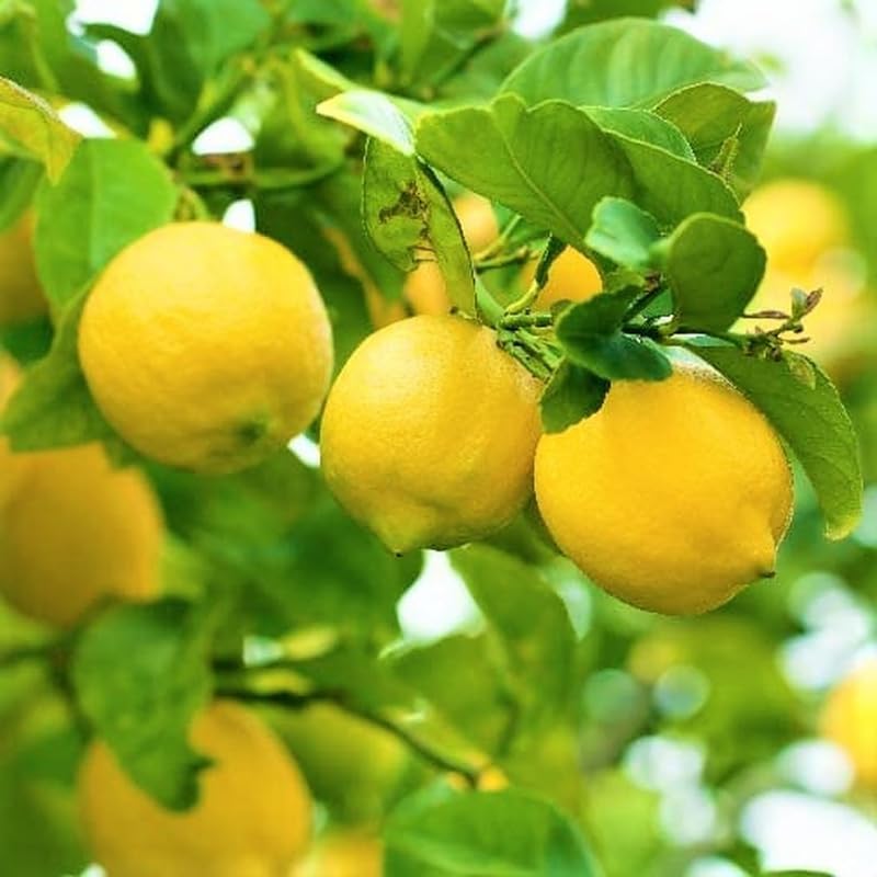 Meyer Lemon Plant Seeds for Planting - Growing Zesty and Refreshing Lemons at Beautiful Home Garden