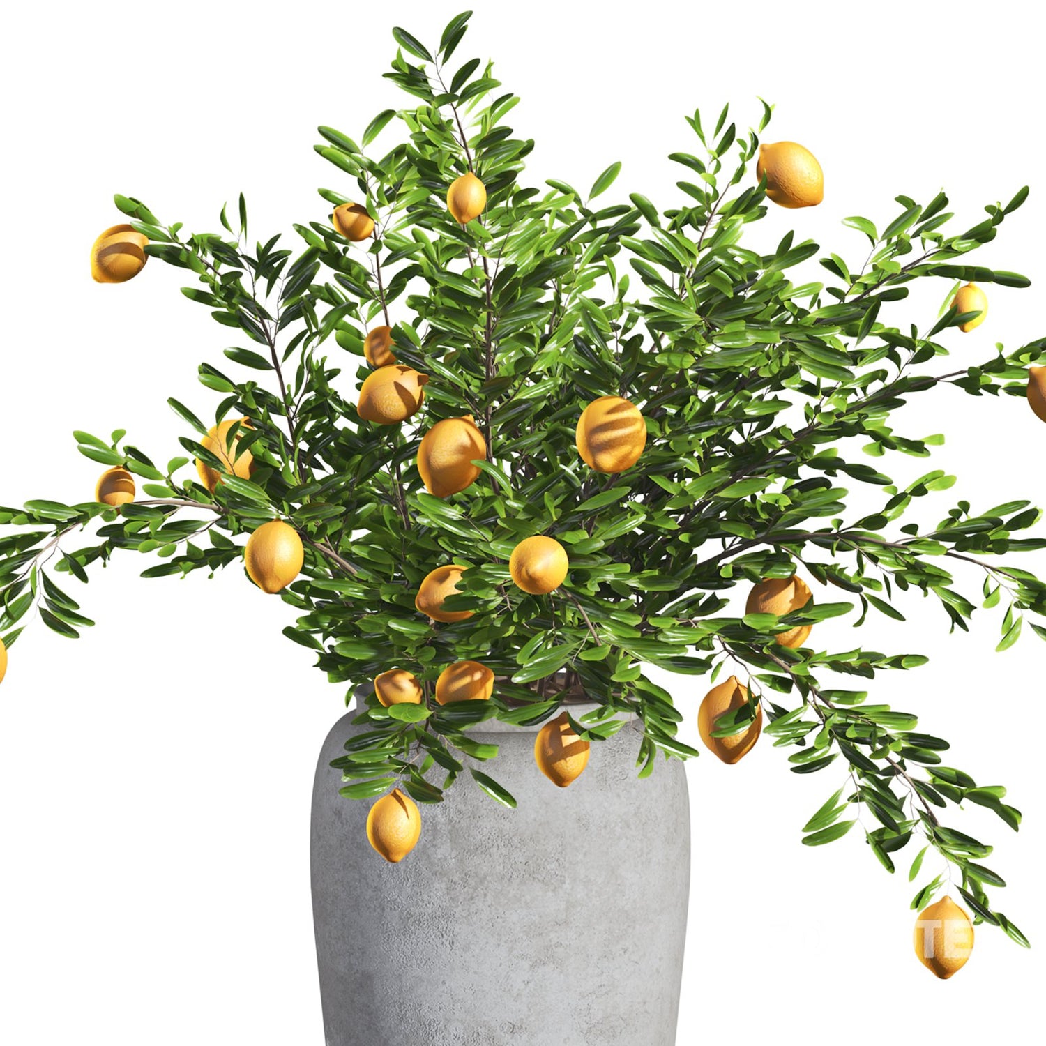 Bonsai Lemon Tree Seeds for Planting - Compact Citrus Plants for Indoor Gardening, Heirloom and GMO Free Seeds
