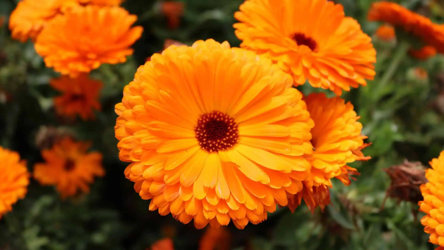 Calendula Seeds - Pacific Beauty Orange