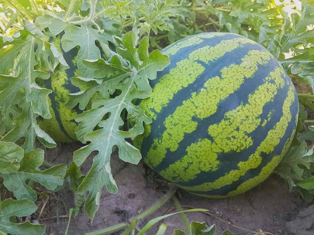 Sweet Watermelon Vine Seeds - Cultivate Refreshing Summer Fruits
