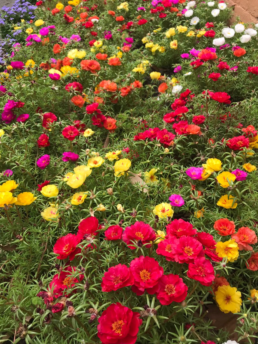 Mini Heirloom Rose 'Qiu Ball' Mixed Colors Flower Seeds