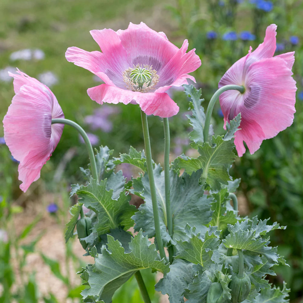 Poppy Seeds - Hens & Chicks