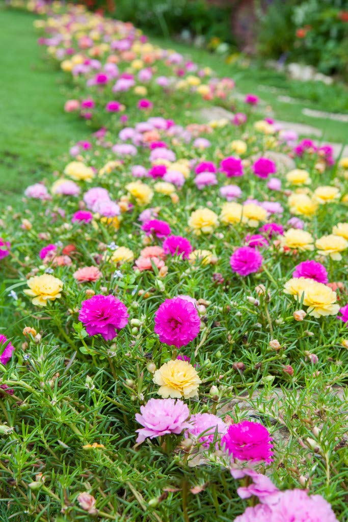 Mini Heirloom Rose 'Qiu Ball' Mixed Colors Flower Seeds