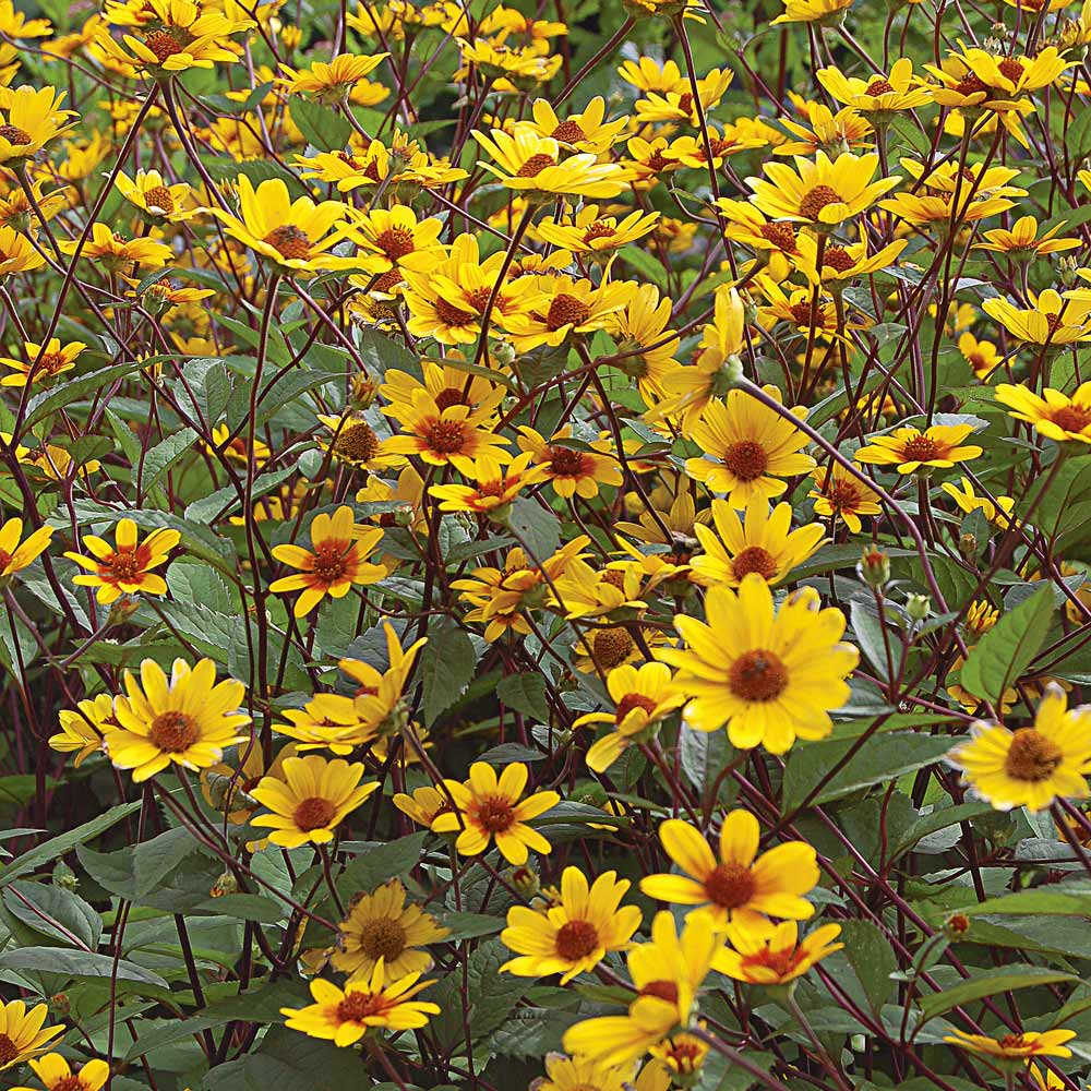 Heliopsis Summer Nights - Seeds