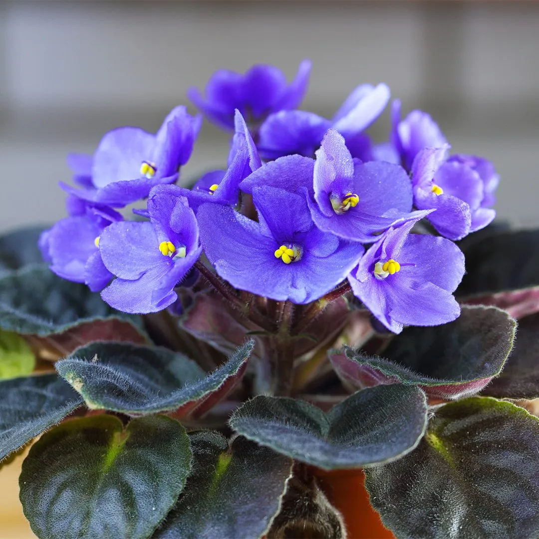 Saintpaulia Flower Seeds Sky Blue for Planting - NON GMO Seeds