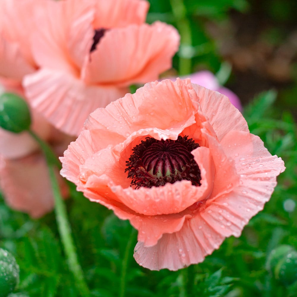 Papaver orientale Roots - Helen Elizabeth