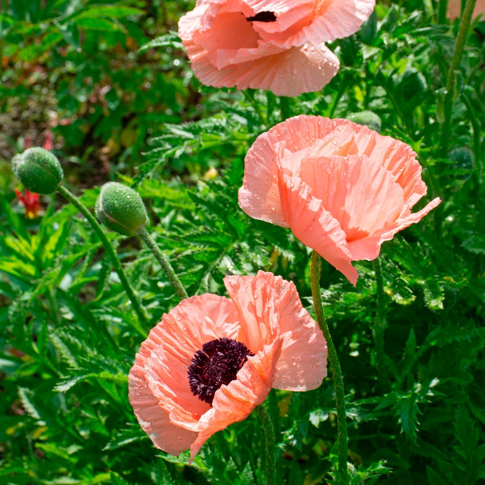 Papaver orientale Roots - Helen Elizabeth