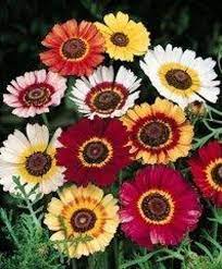 Rainbow Chrysanthemum Mixed Colors Flower Seeds