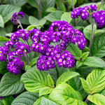 flowers high quality flower seeds for growing vibrant and colorful blooms in home gardens and landscapes organic flowers premium organic flower seeds for sustainable gardening and beautiful blossoms suitable for all climates