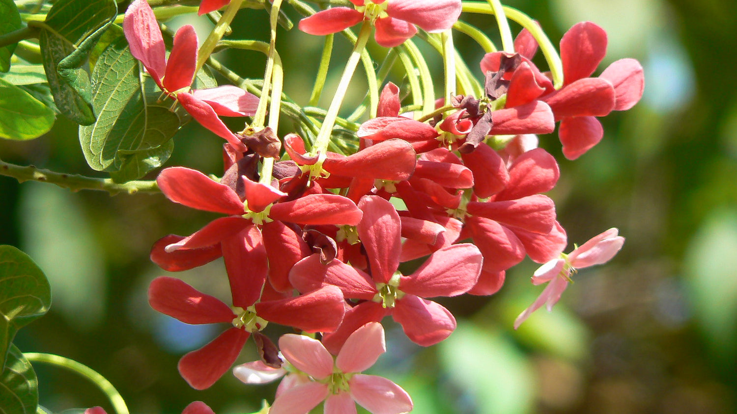 Red Honeysuckle Live Plant