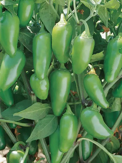 Hot Pepper Seeds (Organic) - Jalapeno Early