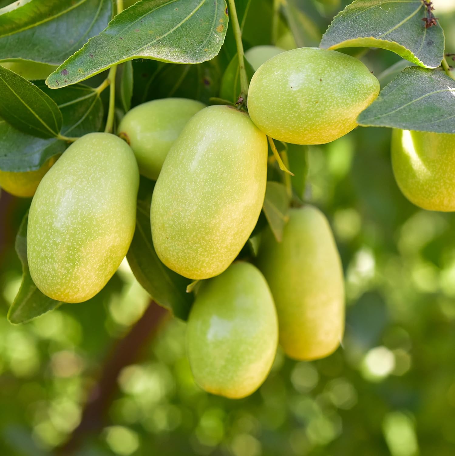 Jojoba Simmondsia Fruit Seeds for Growing a Nutritious and Hardy Plant