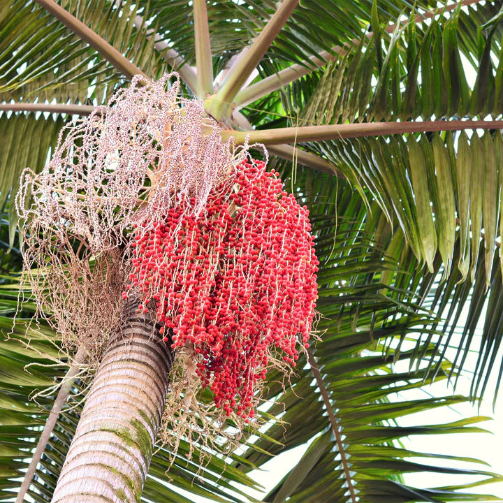 Green Piccabeen Plant Seeds - Ideal for Growing an Exotic and Unique Tree