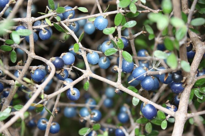 Coprosma Propingua Seeds for Ornamental and Edible Fruits