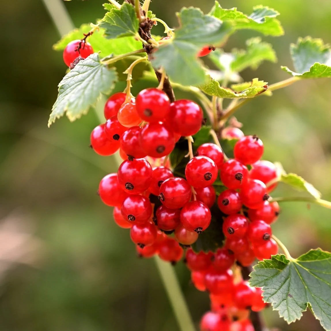 Edible Fruit Berries Flowers Cereum Seeds, Perfect for Aromatic and Healthy Berries