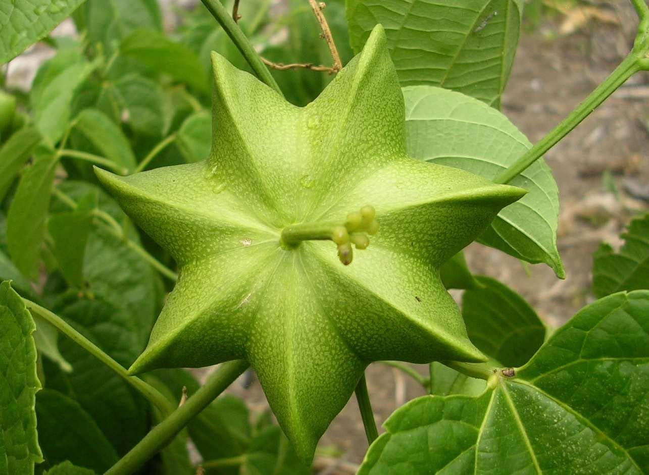 Plukenetia Plant Seeds for Growing Nutritious and Hardy Trees