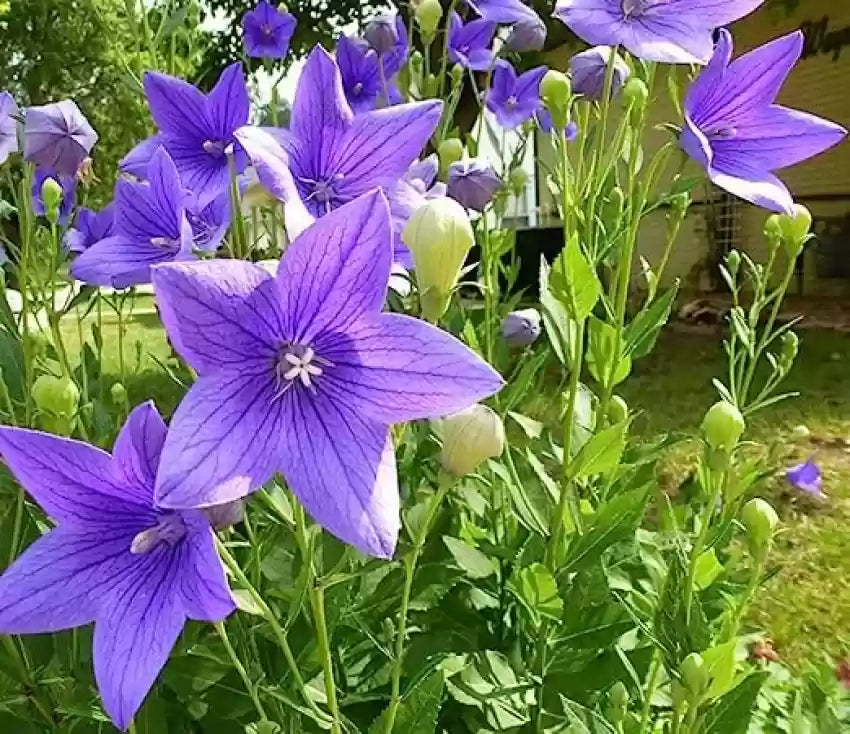 Blue Platycodon Balloon Flower Seeds