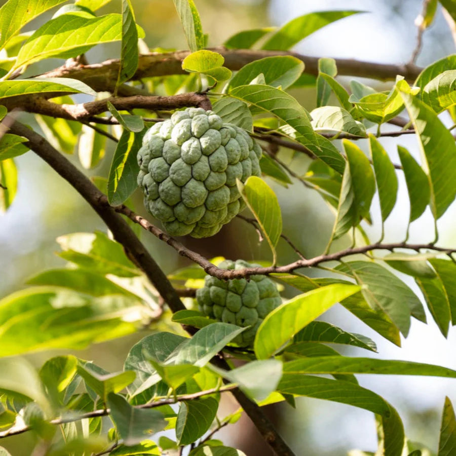 Annon Seeds for Tropical Fruit Tree Enthusiasts