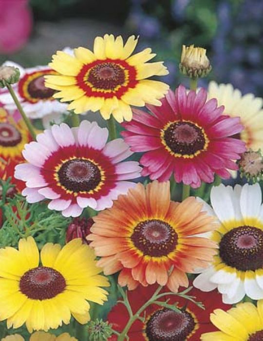 Rainbow Chrysanthemum Mixed Colors Flower Seeds