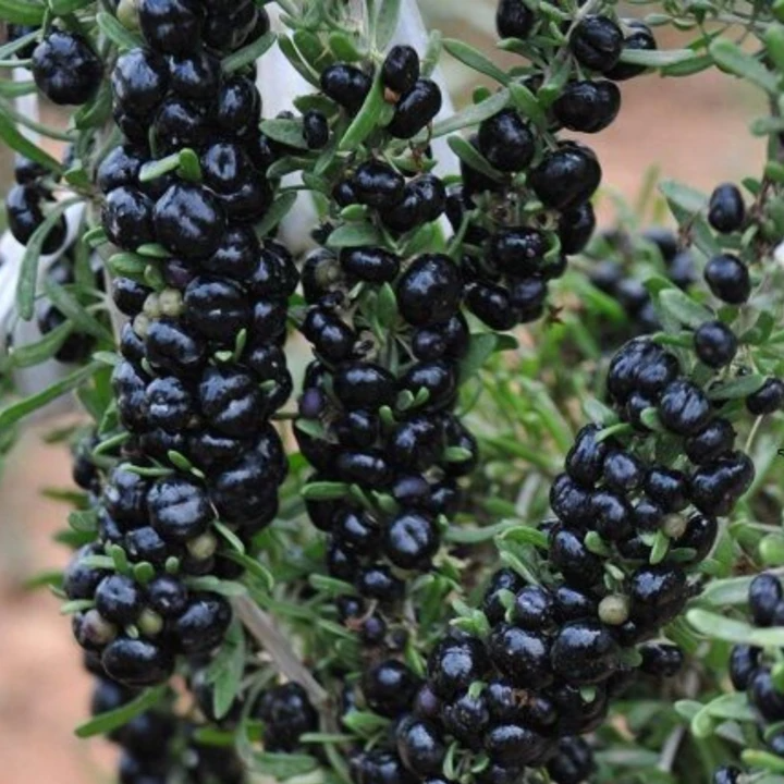 Black Goji Herb Seeds ( , Rare Chinese Medicinal Mispel Seeds)