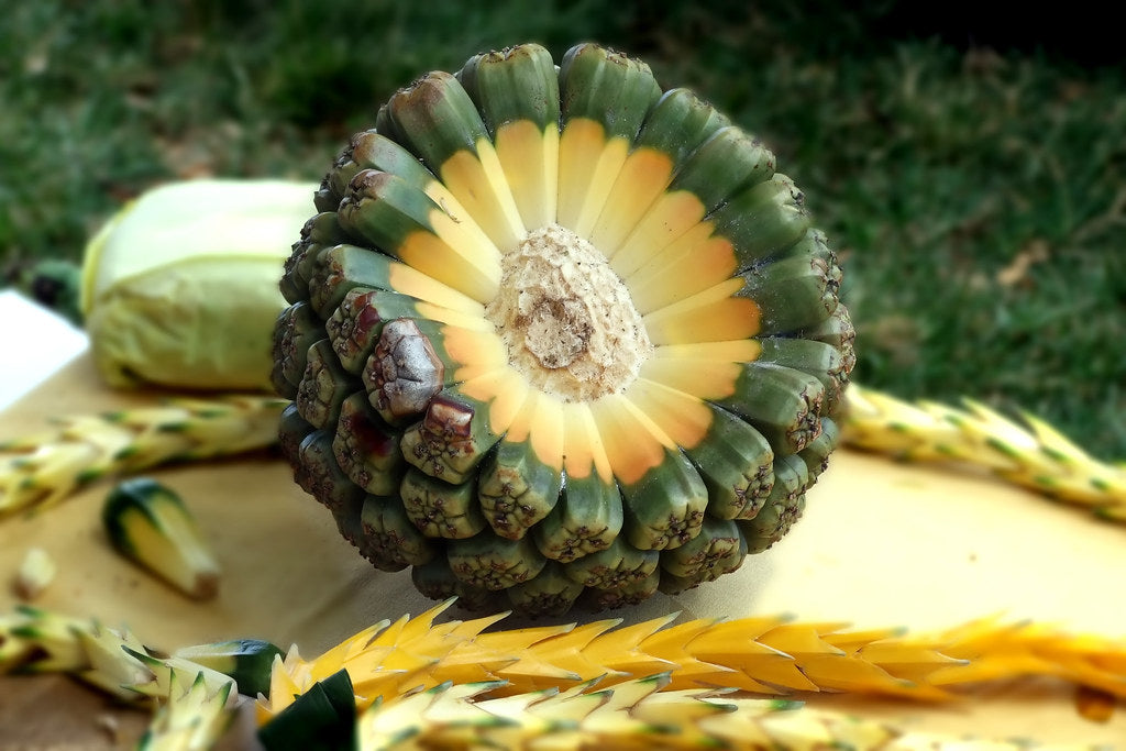 Hala Fruit (Pandanus tectorius)