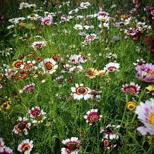 Rainbow Chrysanthemum Mixed Colors Flower Seeds