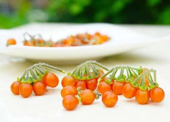 OTRICOLI BERRY SEEDS, ORANGE