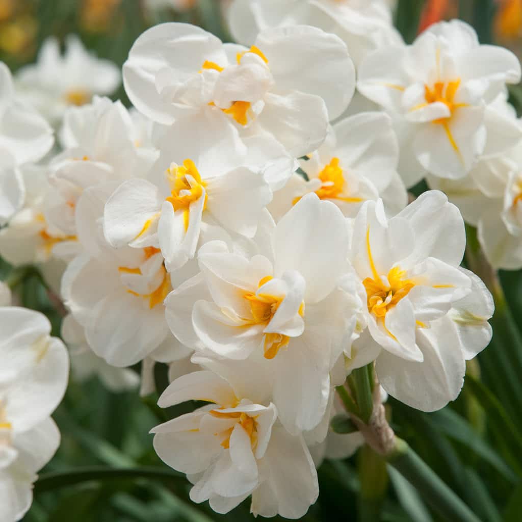 Daffodil Bulbs (Double) - Sir Winston Churchill