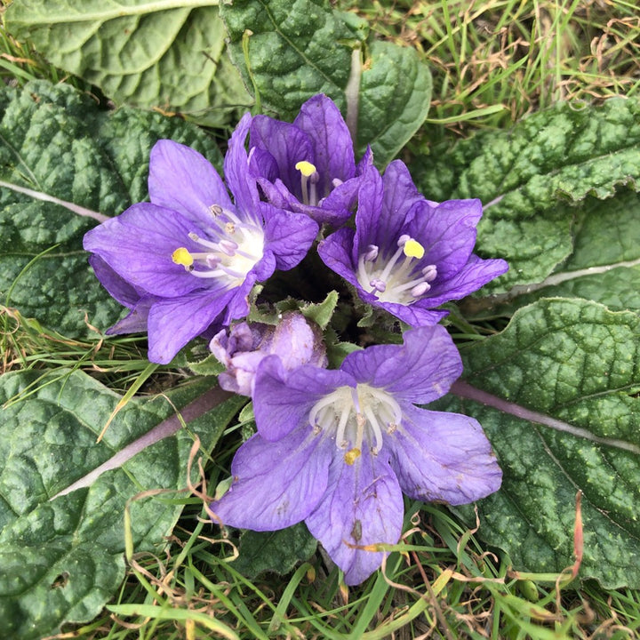 Mandrake Flower Seeds for Planting - 100 pcs