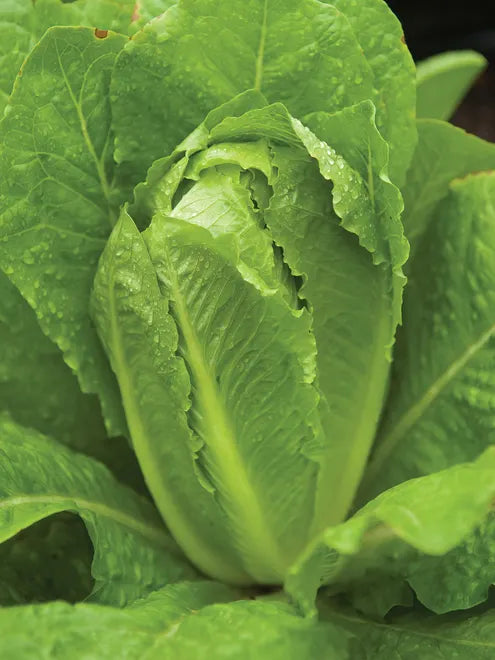 Lettuce Seeds (Organic) - Parris Island Cos