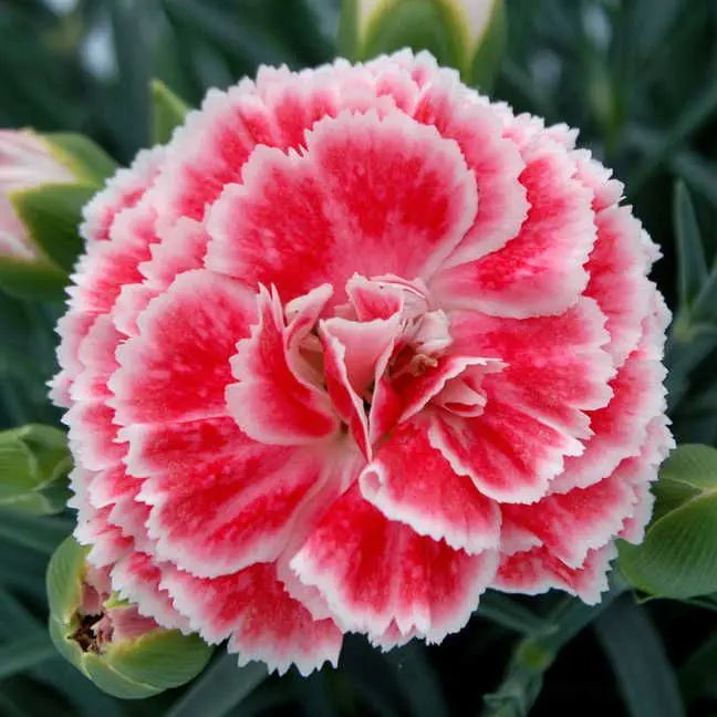 Dianthus Scent Coral Reef Seeds