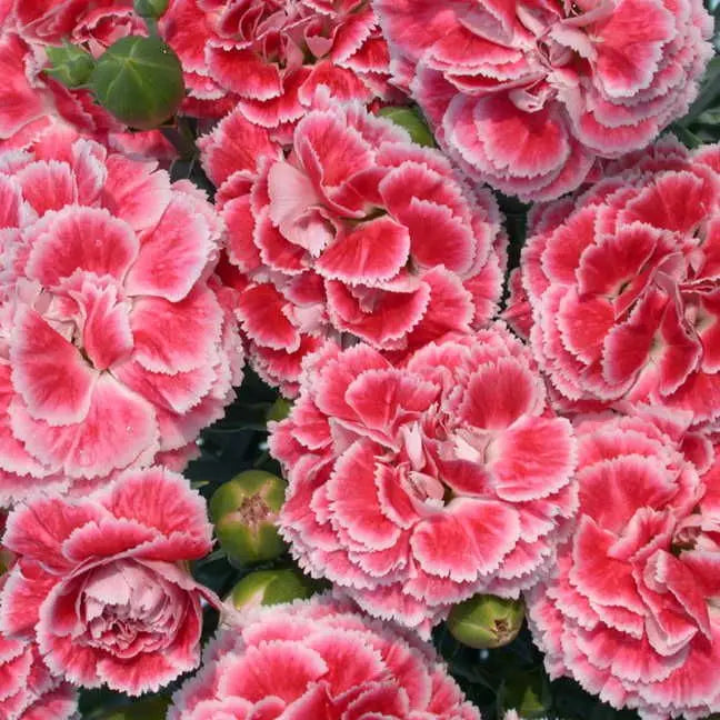 Dianthus Scent Coral Reef Seeds