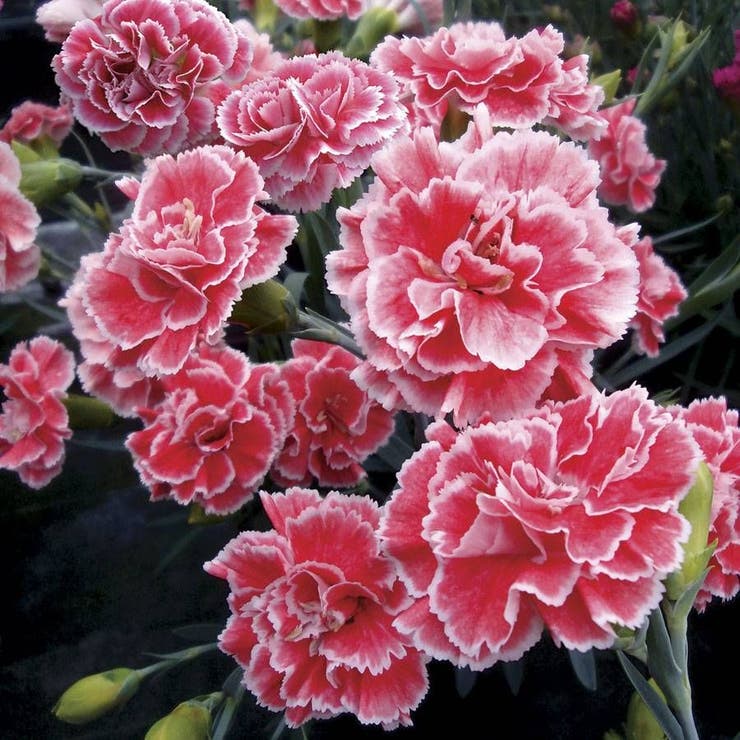 flowers high quality flower seeds for growing vibrant and colorful blooms in home gardens and landscapes organic flowers premium organic flower seeds for sustainable gardening and beautiful blossoms suitable for all climates