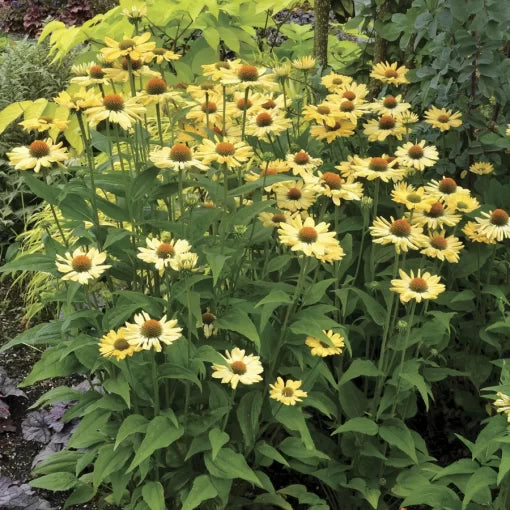 Aloha Coneflower Seeds Vibrant Long-Blooming Echinacea Variety High Germination Garden Seeds heirloom non-gmo seeds
