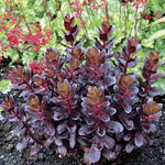 Touchdown Teak Sedum Seeds Dark Mahogany Stonecrop Foliage High Germination Garden Seeds heirloom non-gmo seeds